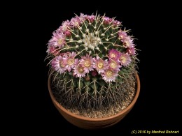 Mammillaria magnimamma 1300